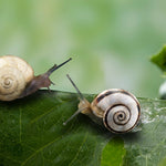 Theba Pisana Pet Land Snails Pack of 2