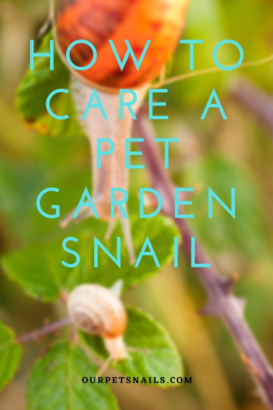 How to care a pet snail