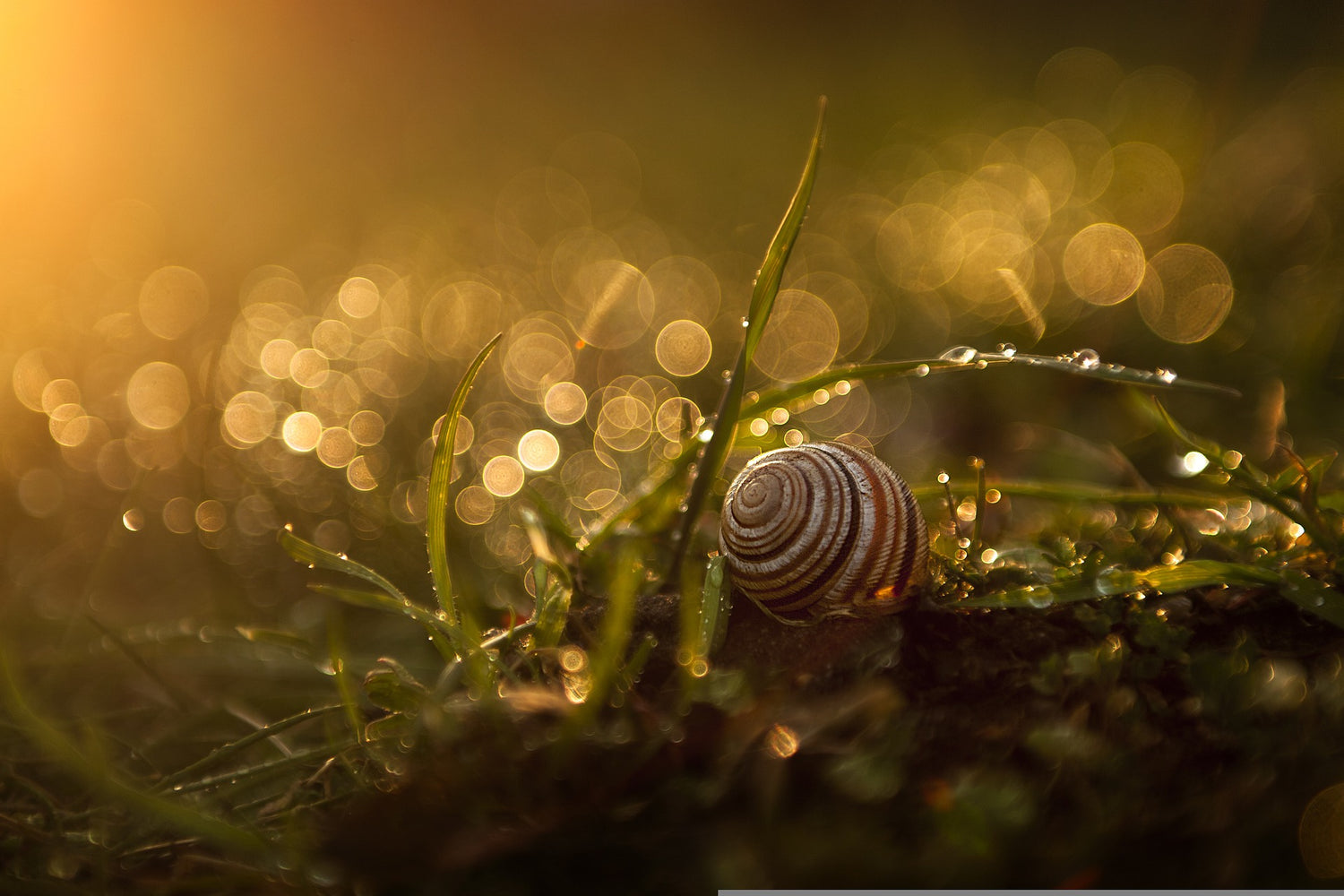 Land Snails