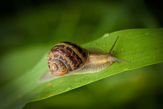 2 Helix Aspersa Muller Pet Land Snails Pack of two