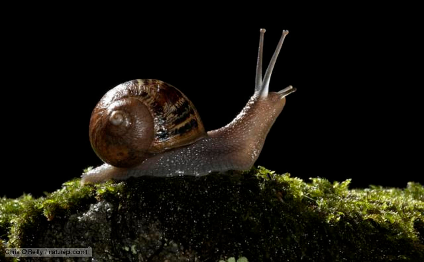 2 Helix Aspersa Muller Pet Land Snails Pack of two