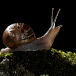 Helix Aspersa Muller Pet Land Snails Pack of 2