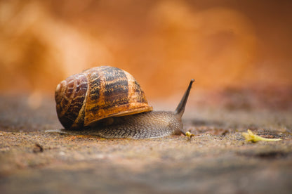 2 Helix Aspersa Muller Pet Land Snails Pack of two