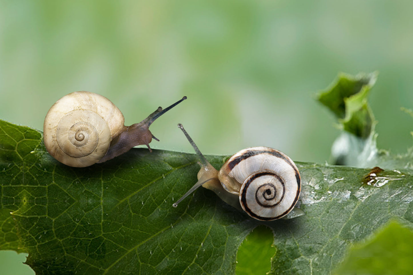 Theba Pisana Pet Land Snails Pack of 2