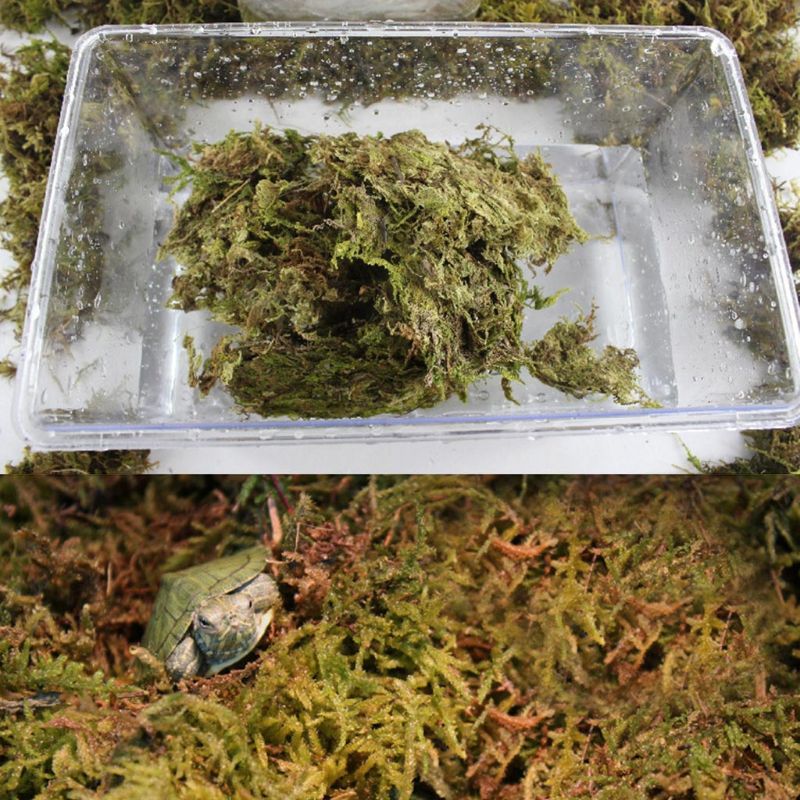 Natural Terrarium Moss For Pet Snails & Reptiles 100gr