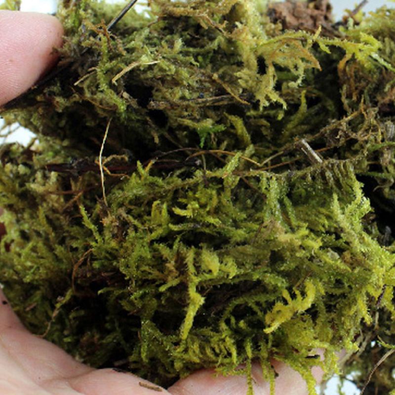 Natural Terrarium Moss For Pet Snails & Reptiles 100gr